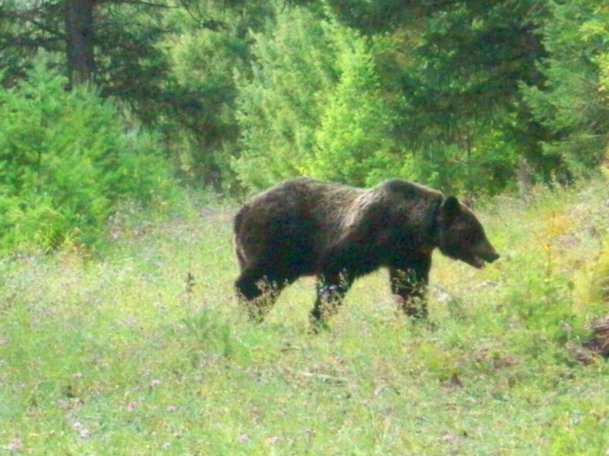 A Grizzly Bear just passing through